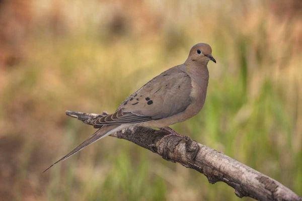 Colorado, Woodland Park Mourning dove on branch